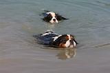 CAVALIER KING CHARLES 648